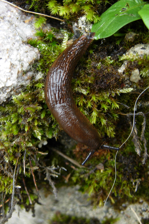 Lehmannia valentiana ? (Arion sp.)